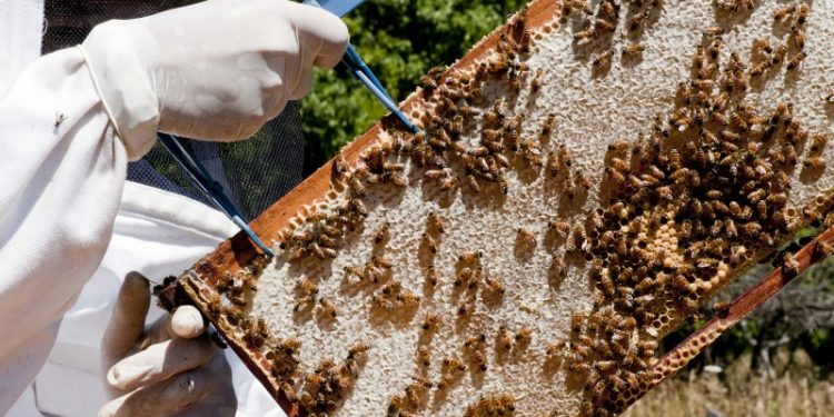 Colocan trampas para el pequeño escarabajo de las colmenas