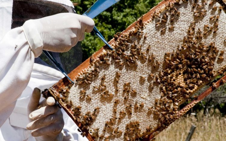 Colocan trampas para el pequeño escarabajo de las colmenas