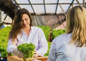 Horticultura hidropónica: una producción posible