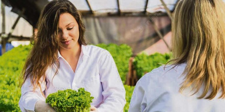 Horticultura hidropónica: una producción posible