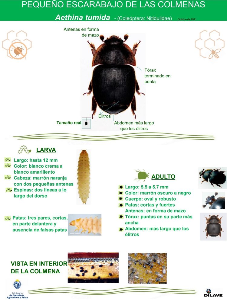 Detectan presencia del escarabajo de la colmena en Brasil, próximo a Uruguay