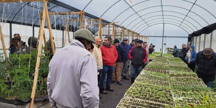 Ing. Teyza: “Con el programa Paysandú Sostenible despertamos la horticultura que estaba dormida”