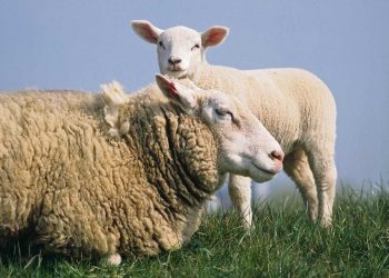 La producción ovina se considera “un producto de tercera”
