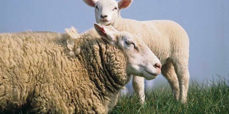 La producción ovina se considera “un producto de tercera”