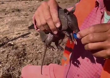 Los efectos de la sequía sobre la fauna autóctona