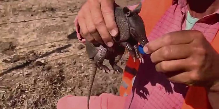 Los efectos de la sequía sobre la fauna autóctona