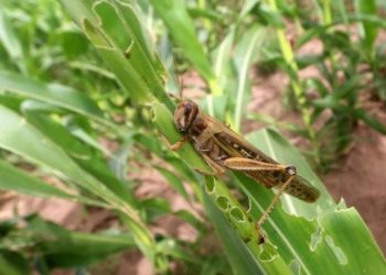 La langosta devoró 5.000 hectáreas en Florida y hay 30 productores damnificados