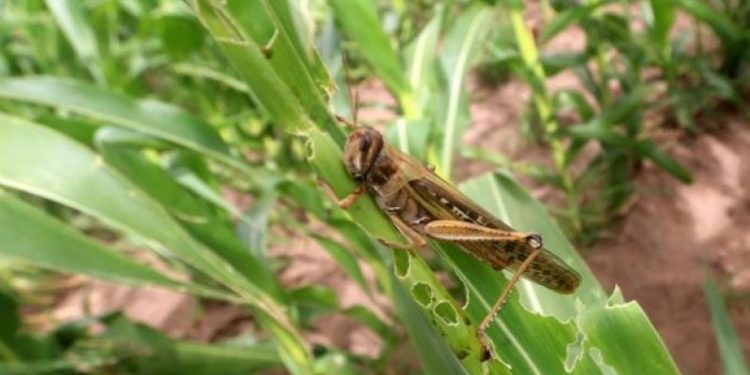 La langosta devoró 5.000 hectáreas en Florida y hay 30 productores damnificados