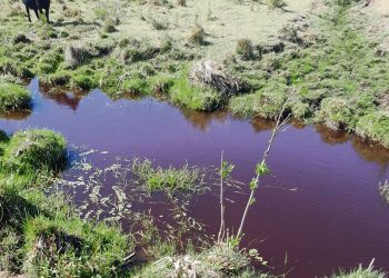 Ambientalistas alertan sobre situación del Río Negro a pocas semanas de la puesta en marcha de UPM2