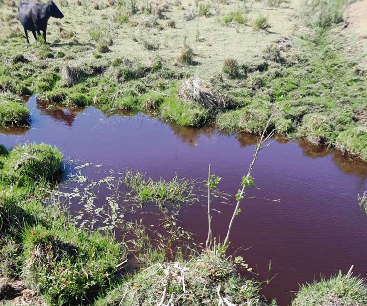 Ambientalistas alertan sobre situación del Río Negro a pocas semanas de la puesta en marcha de UPM2