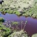 Ambientalistas alertan sobre situación del Río Negro a pocas semanas de la puesta en marcha de UPM2