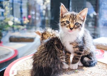 Cafelino: entre gatos y café, una propuesta que invita a la solidaridad