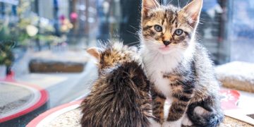 Cafelino: entre gatos y café, una propuesta que invita a la solidaridad