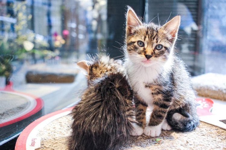 Cafelino: entre gatos y café, una propuesta que invita a la solidaridad
