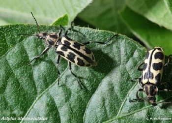 Advierten sobre el escarabajo Siete de oro que causó la muerte de rumiantes en Soriano