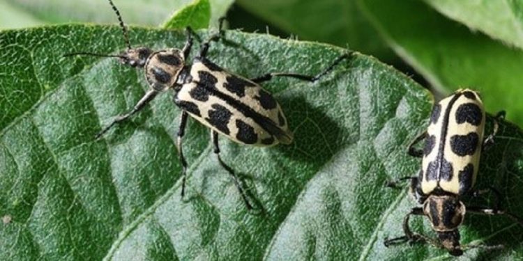 Advierten sobre el escarabajo Siete de oro que causó la muerte de rumiantes en Soriano