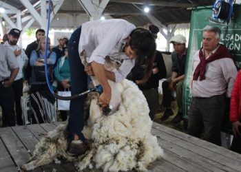 El precio internacional de la lana finalizó enero con tres subas consecutivas