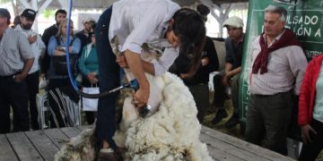 El precio internacional de la lana finalizó enero con tres subas consecutivas