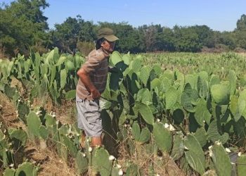 Cuando el clima no ayuda, el ingenio humano hace su parte