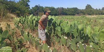 Cuando el clima no ayuda, el ingenio humano hace su parte