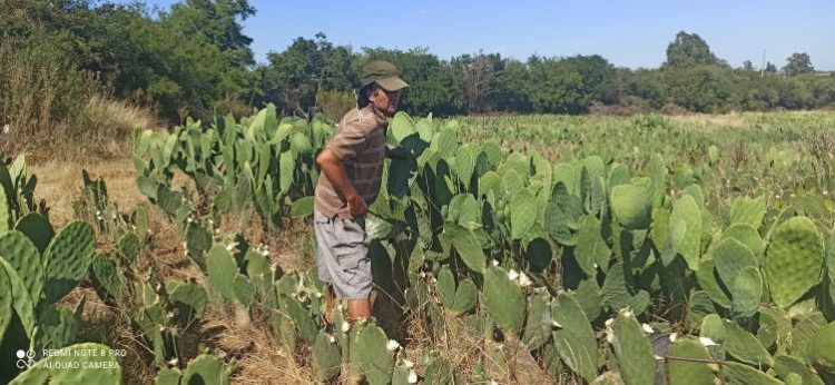 Cuando el clima no ayuda, el ingenio humano hace su parte