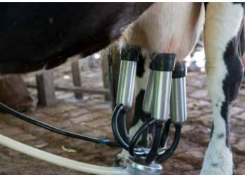 Los precios de los productos lácteos se mantienen estables