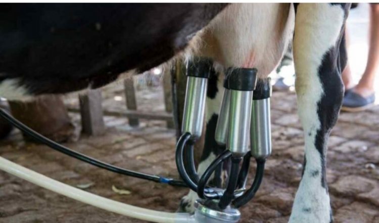 Los precios de los productos lácteos se mantienen estables