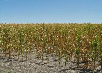Sequías agronómicas en Uruguay: Las principales medidas asumidas por el Estado