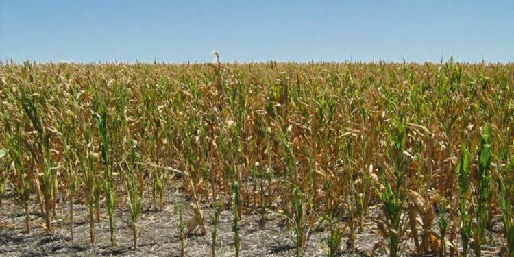 Sequías agronómicas en Uruguay: Las principales medidas asumidas por el Estado