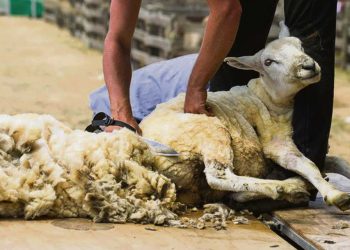 En febrero será el Primer Encuentro Nacional de Esquiladores