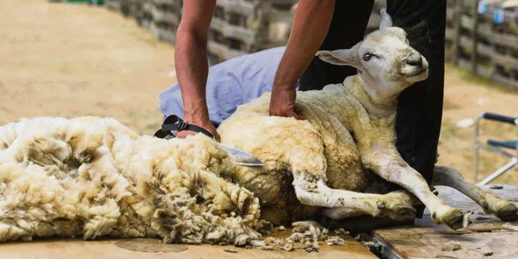 En febrero será el Primer Encuentro Nacional de Esquiladores