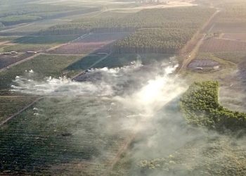 Incendio forestal: un fantasma que nuevamente se despertó en Algorta