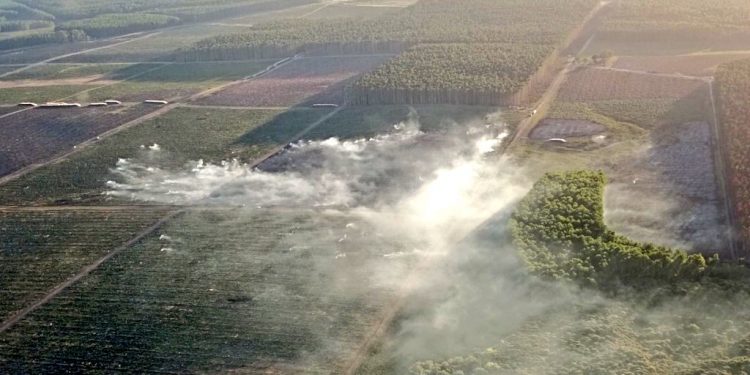 Incendio forestal: un fantasma que nuevamente se despertó en Algorta