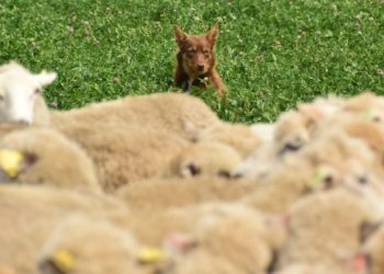 Se reactiva el mercado internacional de lanas que volvió a subir