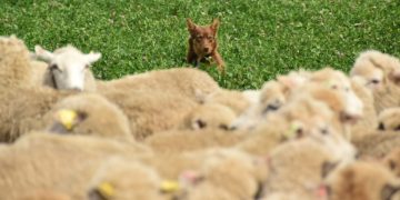 Se reactiva el mercado internacional de lanas que volvió a subir