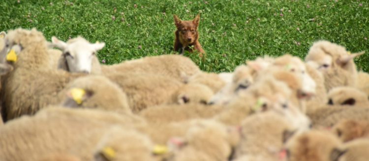 Se reactiva el mercado internacional de lanas que volvió a subir