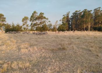 “Estamos en alerta y en una situación de crisis climática”