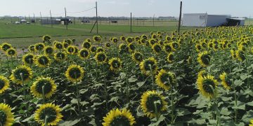 En marzo llega una renovada Expoactiva Nacional