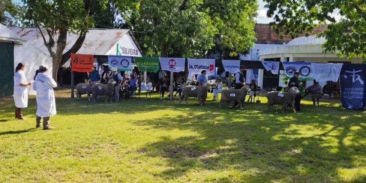El sábado 11 y domingo 12 de febrero se realizará la Expo Ovina de Melo