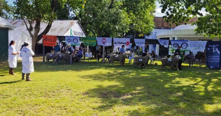 El sábado 11 y domingo 12 de febrero se realizará la Expo Ovina de Melo