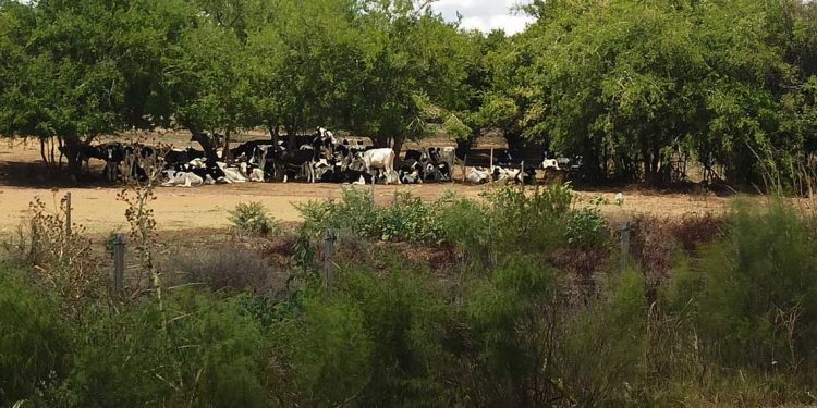 Tamberos coinciden en que el único remedio posible es que llueva