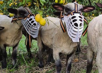 En Canelones el silvopastoreo ovino en árboles frutales “calza perfecto”