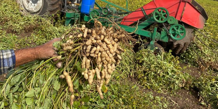 Uruguay tiene todo para producir y exportar maní de calidad internacional