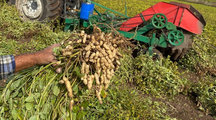 Uruguay tiene todo para producir y exportar maní de calidad internacional