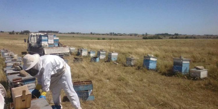 En la granja “ya no solo hablamos de pérdida de rendimiento, también de cultivos”