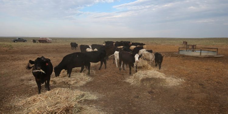 Presidente de la ARU propone reflotar un decreto del año 2011 para mitigar los efectos letales de la sequía