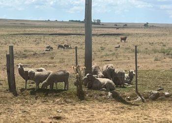 El Estado reacciona con medidas antes la situación de déficit hídrico
