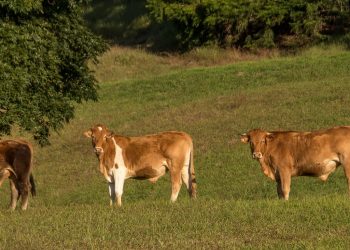 Desde hoy Brasil suspenderá las exportaciones de carne a China