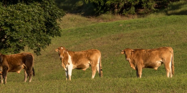 Desde hoy Brasil suspenderá las exportaciones de carne a China