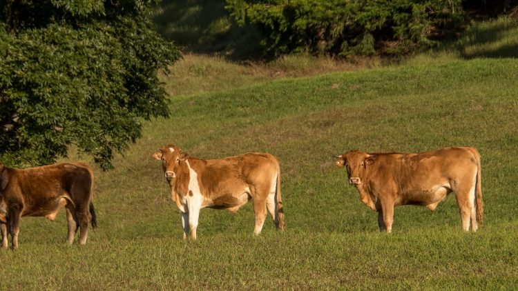 Desde hoy Brasil suspenderá las exportaciones de carne a China